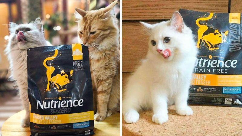 4 loại thức ăn hạt cho mèo Nutrience chất lượng và dinh dưỡng hàng đầu hiện nay