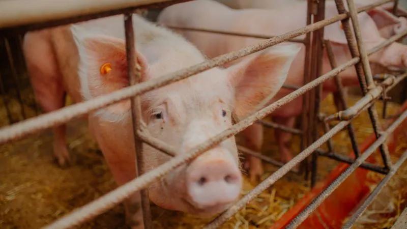 Giá heo hơi ngày 9/3: Mức giá cao nhất giữ vững ở 58.000 đồng/kg