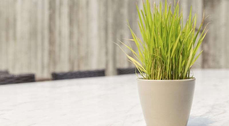 Khi mùa mưa đến, đừng quên trồng ngay những loại cây này quanh nhà để không còn phải lo lắng về sự xuất hiện của muỗi. Những loại cây này không chỉ làm không gian xanh mát mà còn có tác dụng xua đuổi muỗi hiệu quả.