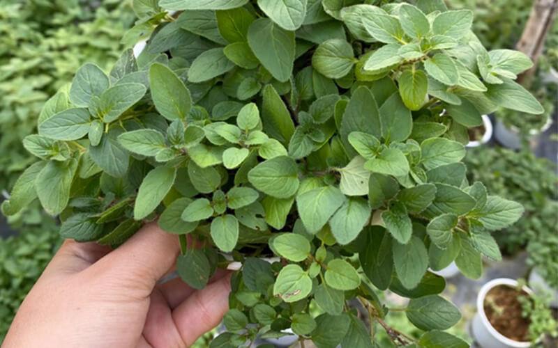 Lá Oregano là một loại gia vị có hương vị độc đáo, được ưa chuộng trong ẩm thực phương Tây, nhưng lại khá xa lạ đối với nhiều nền văn hóa ẩm thực Châu Á. Hãy cùng khám phá những công dụng tuyệt vời và cách sử dụng của loại lá này để tận dụng hết tiềm năng của nó.
