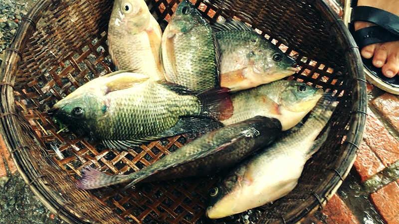 Khám phá những món ăn từ cá rô phi – đặc sản miền Tây được yêu thích đến nỗi ai cũng phải lòng.
