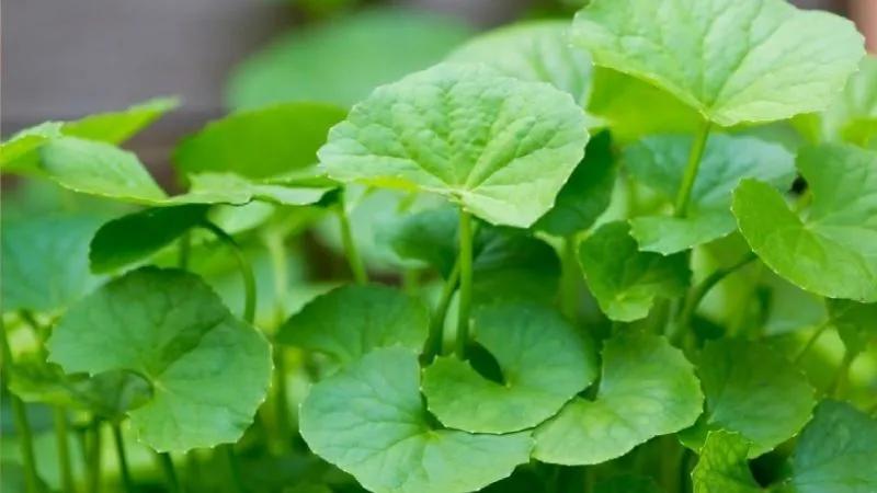 Loại bỏ mụn thâm và làm mờ sẹo nhanh chóng với mặt nạ rau má