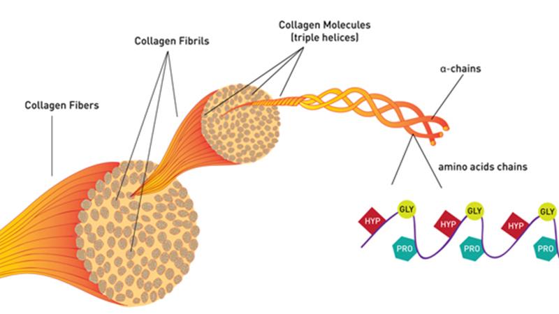 Collagen là gì? Công dụng và cách bổ sung collagen cho cơ thể