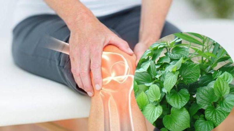 Khám phá 3 bài thuốc chữa đau thần kinh tọa từ lá lốt đơn giản nhưng hiệu quả
