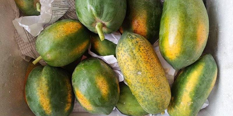 Phân biệt đu đủ chín tự nhiên và đu đủ chín nhờ hóa chất.