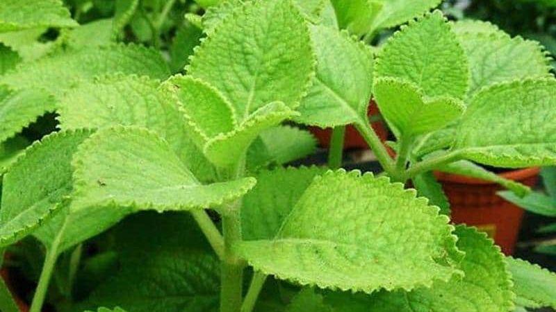 Tinh dầu húng chanh là một loại tinh dầu thiên nhiên được chiết xuất từ cây húng chanh, nổi bật với những tác dụng tuyệt vời đối với sức khỏe và sắc đẹp. Cùng khám phá những công dụng và phương pháp sử dụng loại tinh dầu này nhé.