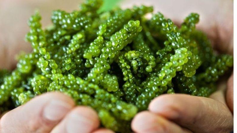 Khám phá phương pháp sử dụng tảo xoắn để giảm cân hiệu quả và an toàn