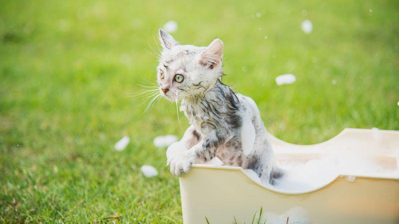3 sản phẩm sữa tắm cho mèo con khử mùi hiệu quả, an toàn cho làn da nhạy cảm