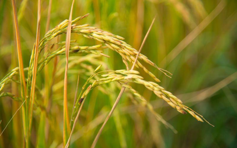 Giá lúa gạo hôm nay 15/4/2024: Tình hình giá ổn định