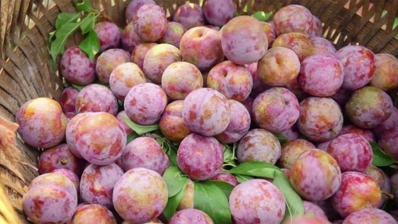 Mận miền Bắc, đặc biệt là mận Hà Nội, luôn mang đến những hương vị tuyệt vời vào mùa hè. Những quả mận tròn trịa, mọng nước với sự kết hợp hoàn hảo giữa vị chua và ngọt là món ăn khoái khẩu của nhiều người. Tuy nhiên, trong quá trình lựa chọn mận, bạn cần lưu ý đến nguy cơ thuốc bảo vệ thực vật và hóa chất. Bài viết dưới đây sẽ hướng dẫn cách nhận diện mận ngon và an toàn.
