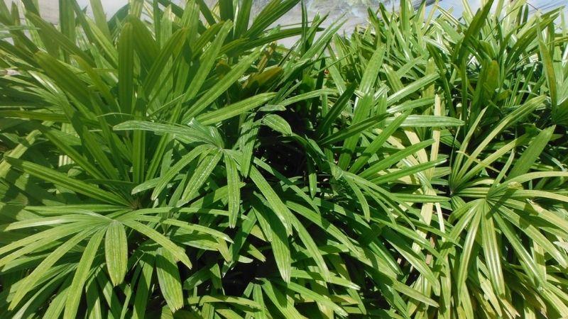 Cây cọ: Tìm hiểu ý nghĩa, hình ảnh và cách chăm sóc cây cọ tại gia