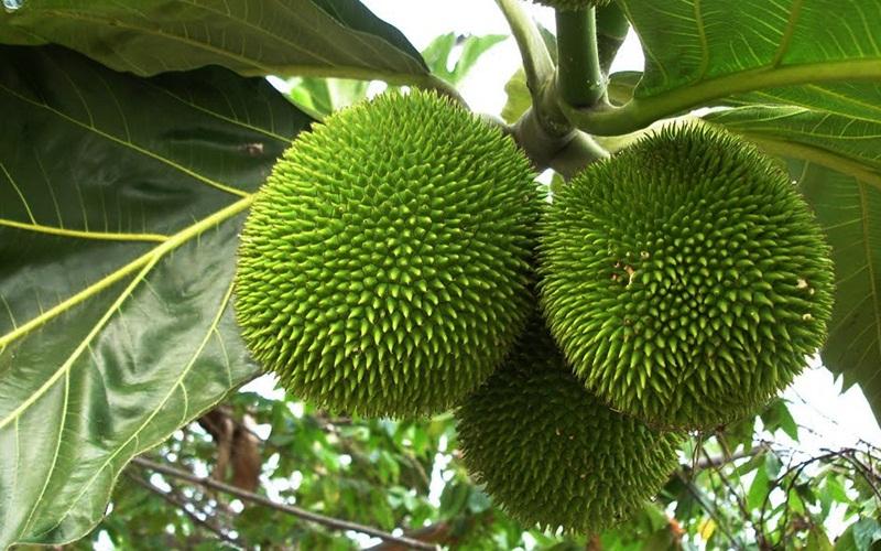 Quả sake miền Tây: Vẻ ngoài giống mít, ruột lại như khoai lang