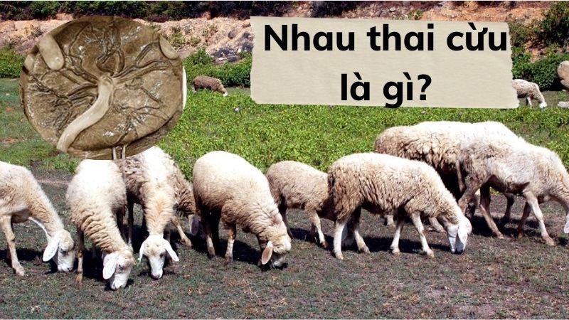 Nhau thai cừu là gì và tại sao lại được ưa chuộng trong các sản phẩm mỹ phẩm chăm sóc da?