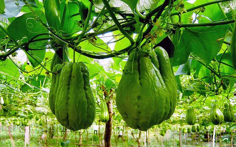 6 lợi ích tuyệt vời của quả su su giúp bạn luôn khỏe mạnh và tươi trẻ mỗi ngày