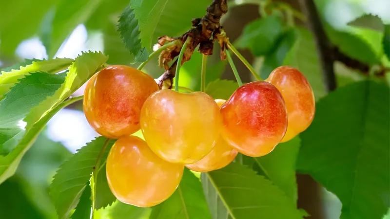 Cherry vàng có thực sự ngon? Giá bao nhiêu 1kg và có thể mua ở đâu?