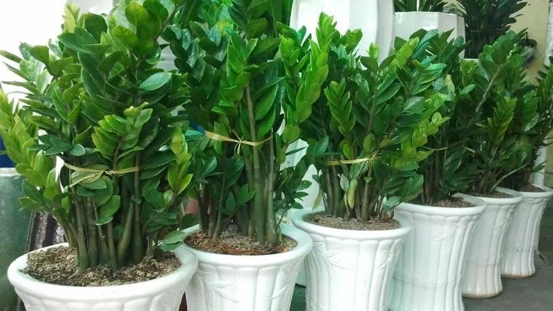 Người tuổi Tý nên chọn cây phong thủy nào? Khám phá những lựa chọn cây phù hợp với từng mệnh để thu hút tài lộc và may mắn.