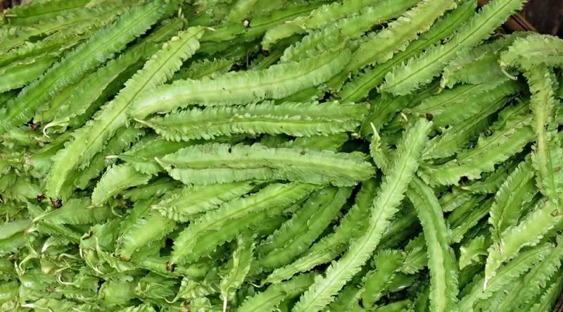 Khám phá những tác dụng tuyệt vời của đậu rồng đối với sức khỏe, mang lại sự cân bằng và năng lượng cho cơ thể.