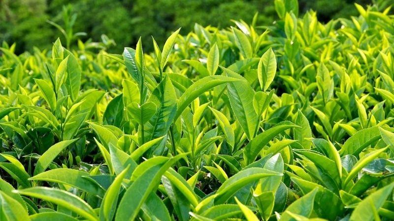 Trà xanh là một thức uống mang lại nhiều lợi ích sức khỏe, thường được sử dụng phổ biến ở các quốc gia châu Á. Bạn có biết trà xanh có tác dụng gì và những điều cần lưu ý khi sử dụng nó để phát huy hiệu quả tối ưu?