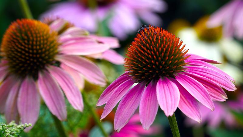 Echinacea (Hoa cúc tím) là một loài thảo dược nổi tiếng, với công dụng tuyệt vời đối với sức khỏe. Bạn đã biết về Echinacea và cách sử dụng nó sao cho hiệu quả chưa?