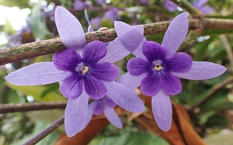 Khám phá vẻ đẹp tinh tế và sự đơn giản trong việc trồng và chăm sóc cây mai xanh, loài hoa nở to và đẹp như một tác phẩm nghệ thuật, mang đến không gian tươi mới cho ngôi nhà của bạn.