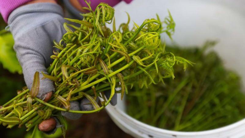 Khám phá rau choại - loài rau hoang dã từ lâu đã được biết đến như một đặc sản với hương vị thơm ngon khó cưỡng.