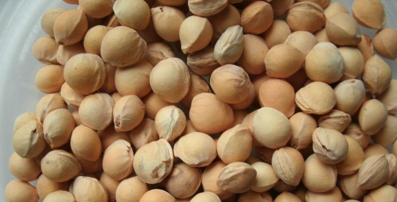 Bí quyết trồng cây cherry tại nhà, dễ dàng thu hoạch trái ngọt.
