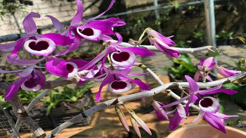 Hoàng thảo kèn: Ý nghĩa, cách trồng và chăm sóc hoa nở rực rỡ