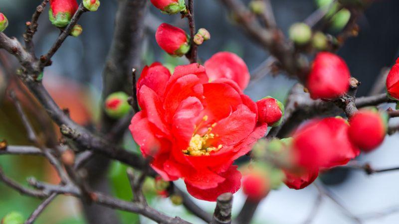 Hoa mai đỏ - Ý nghĩa, cách trồng và chăm sóc tại nhà một cách tinh tế
