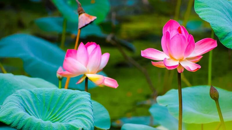 Chọn hoa trưng bàn thờ tổ tiên vào dịp Tết là một công việc không thể thiếu, góp phần tạo nên không khí trang nghiêm và đầy ý nghĩa. Việc lựa chọn đúng loài hoa không chỉ thể hiện sự tôn kính mà còn mang đến sự thịnh vượng cho gia đình trong năm mới.