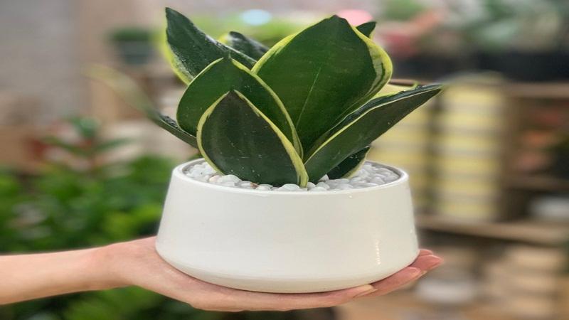 Khám phá ý nghĩa và cách trồng cây lưỡi mèo để thu hút tài lộc và may mắn vào không gian sống của bạn.