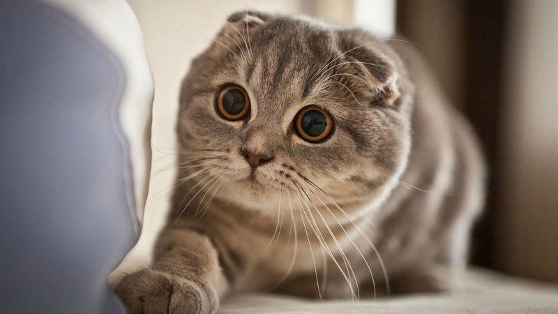 Vì sao bạn nên lựa chọn đồ chơi cho mèo và những món đồ chơi không thể thiếu cho thú cưng của bạn