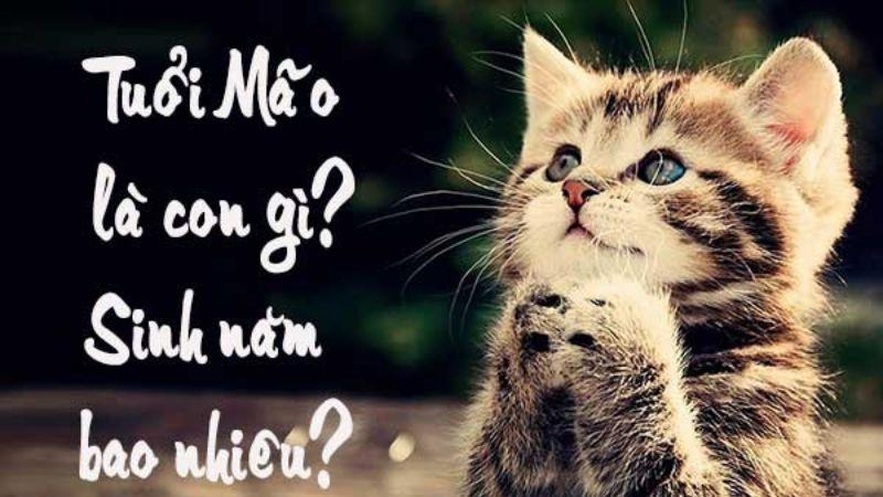 Tuổi Mão hợp với những tuổi nào? Màu sắc nào mang lại sự may mắn? Những năm nào thuộc tuổi Mão? Cùng khám phá các câu trả lời cho những câu hỏi này ngay sau đây.