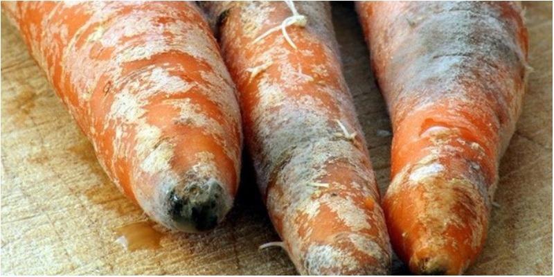 Thực phẩm nào bị mốc vẫn có thể an toàn để ăn