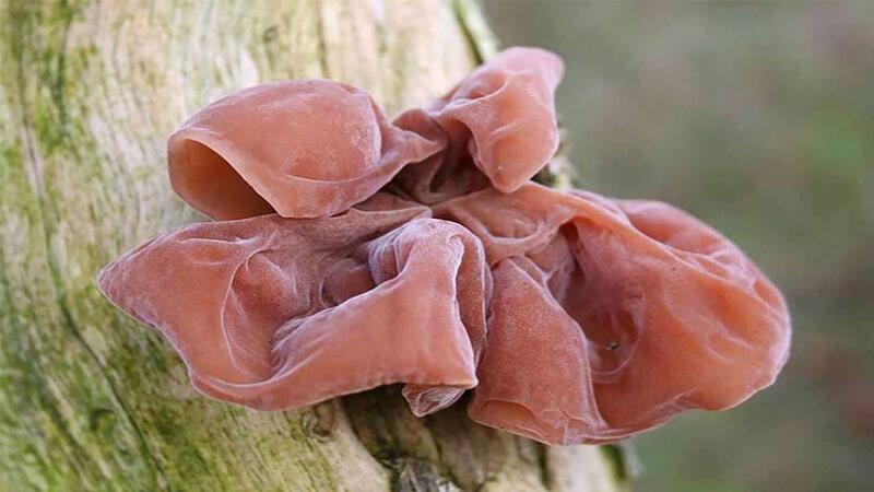 Khám phá 15 loại nấm lẩu ngon miệng, dễ tìm và được yêu thích nhất