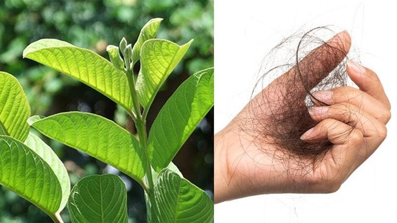 Tóc rụng lâu năm hoàn toàn có thể mọc lại mạnh mẽ như một khu rừng xanh tươi chỉ với một nắm lá ổi.
