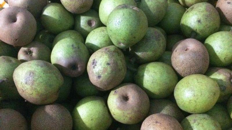 Mắc cọp là loại quả gì? Làm sao để phân biệt giữa mắc cọp và mắc cọp Trung Quốc? Hãy cùng khám phá đặc điểm của trái mắc cọp qua bài viết này.