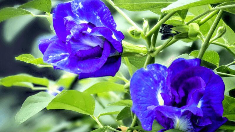Cẩn trọng khi sử dụng hoa đậu biếc sai cách, vì chúng có thể gây ảnh hưởng tiêu cực đến sức khỏe của bạn.