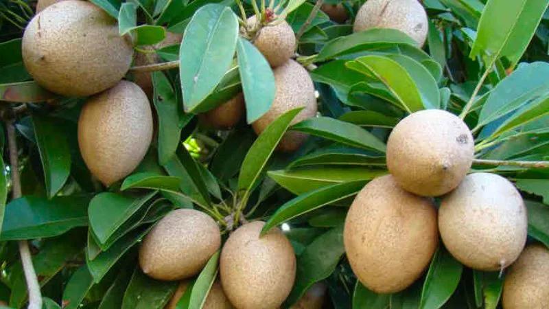 Cây lồng mứt là loài cây gì? Khám phá ý nghĩa, hình ảnh đặc trưng, cùng những bí quyết trồng và chăm sóc cây này ngay tại nhà.