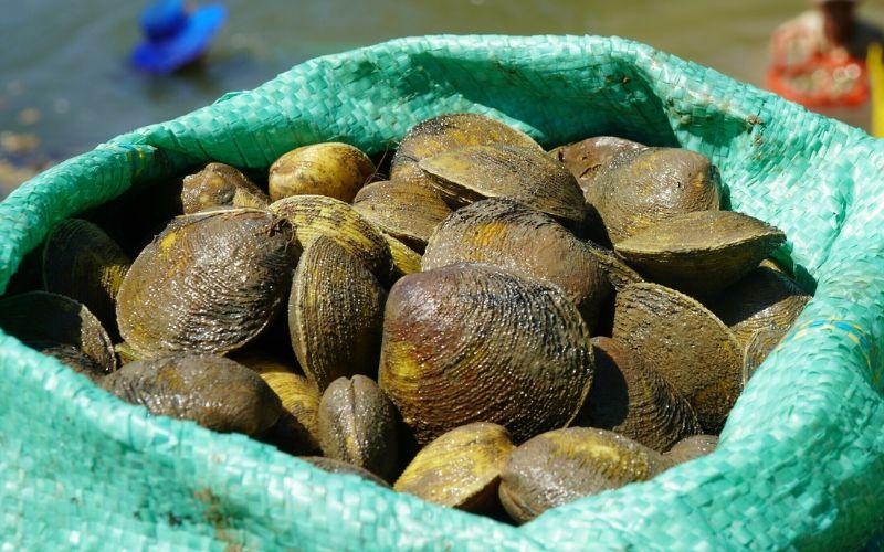 Con vọp là một loài nhuyễn thể quý giá, nổi bật trong các món đặc sản Cà Mau. Vậy, bạn có bao giờ tự hỏi con vọp là gì và làm sao để chế biến thành những món ăn hấp dẫn?