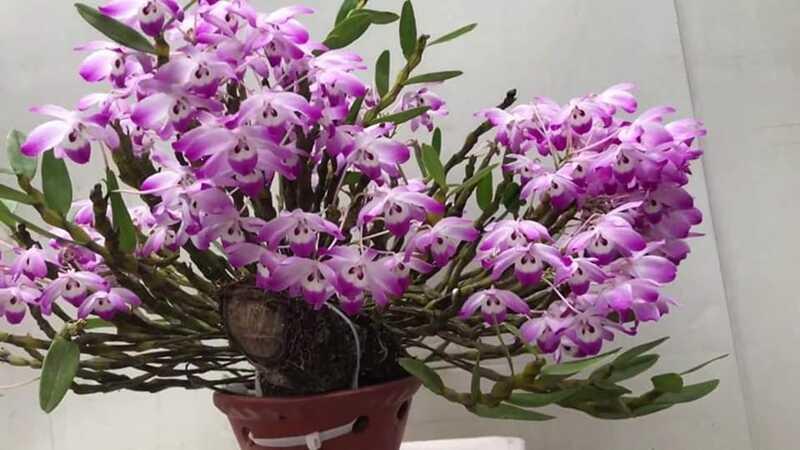 Hoa lan đùi gà: Khám phá ý nghĩa, cách trồng và chăm sóc để hoa luôn nở đẹp