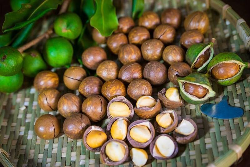 Hạt Mắc ca là gì? Tìm hiểu những lợi ích tuyệt vời của hạt Macadamia.