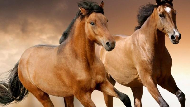 Khám phá những vật phong thủy lý tưởng cho tuổi Canh Ngọ giúp hút tài lộc và may mắn