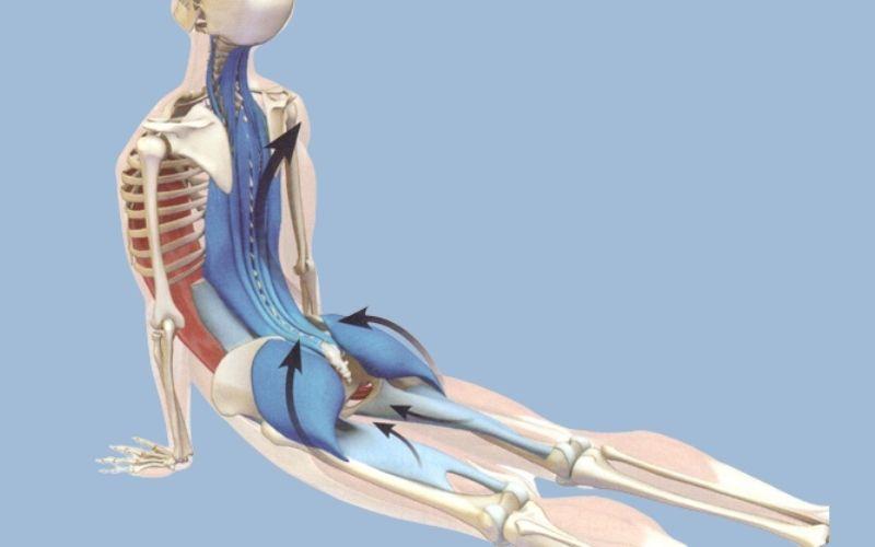 Khám phá 5 lợi ích tuyệt vời từ tư thế yoga rắn hổ mang và cách thực hiện chuẩn xác