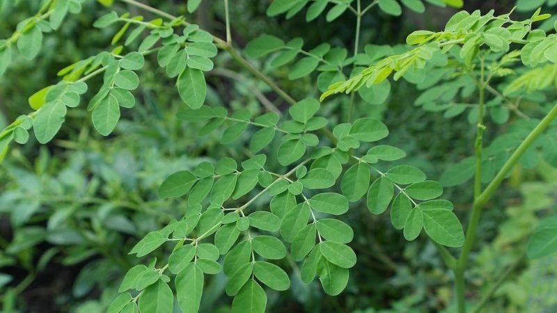 Có nên cho trẻ ăn rau chùm ngây? Tìm hiểu những lợi ích chùm ngây mang lại cho sự phát triển của trẻ em