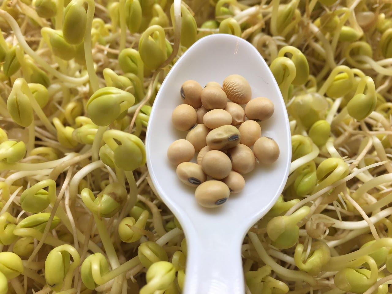 Mầm đậu nành không chỉ là phần tuyệt vời của hạt đậu nành, mà còn mang lại lợi ích gấp vạn lần so với chính hạt đậu. Đó là một nguồn dinh dưỡng quý giá và một bí quyết giữ gìn sức khỏe cho phụ nữ.