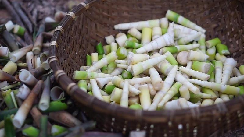 Măng le rừng là gì? Khám phá những món ăn hấp dẫn từ măng le rừng chua