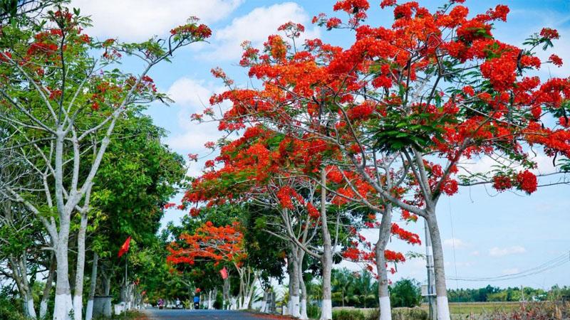 Khám phá đặc điểm, ý nghĩa và kỹ thuật trồng, chăm sóc cây phượng vĩ