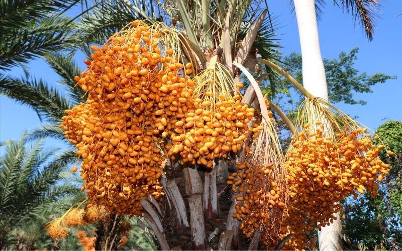 Cây chà là: Khám phá ý nghĩa, hình ảnh, và cách trồng, chăm sóc ngay tại nhà