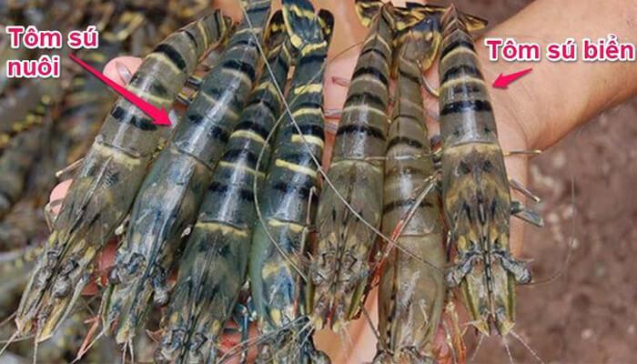 Phân biệt tôm thẻ và tôm sú