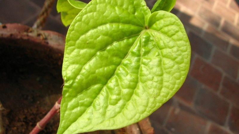 Khám phá 4 cách chữa ngứa và nấm da đầu hiệu quả nhanh chóng bằng lá trầu không